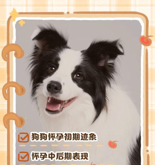 德牧犬怀孕周期和鉴别方法（狗狗宝宝即将到来，如何准确判断德牧犬怀孕？）