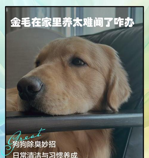 金毛春天脱毛需要多久？（了解金毛春天脱毛的时间周期和注意事项）