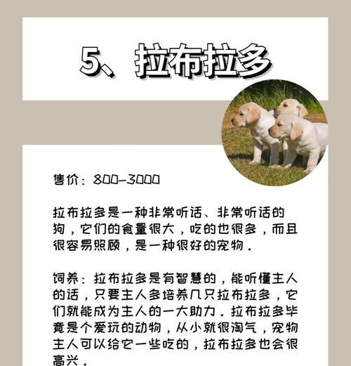 新手养狗狗，要知道这些！（养狗初学者必备知识，让你成为合格的狗主人）