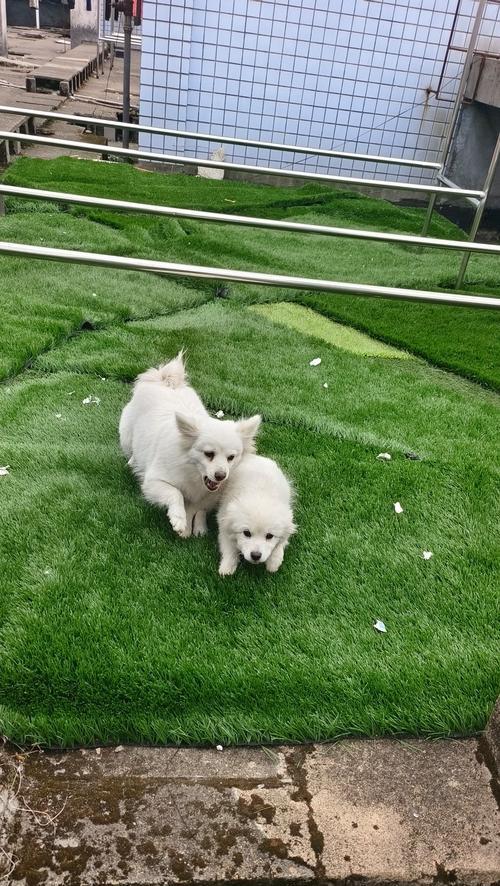 银狐犬的喂养方法及注意事项（了解银狐犬的食物需求，让它健康成长）