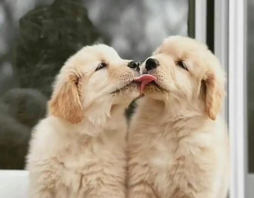 金毛犬的毛发生长周期及特点（了解金毛犬的毛发生长时间和特征，）