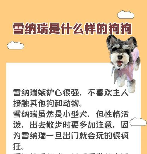 训练雪纳瑞其实很简单（掌握训练雪纳瑞的小秘诀）