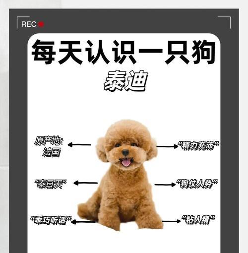 如何简单实用地给泰迪犬梳毛，让乖乖毛发不打结（学习简单技巧，让你的泰迪犬拥有漂亮顺滑的毛发）