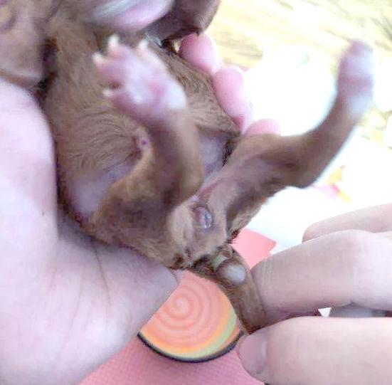 狗犬断尾手术后的恢复时间及注意事项