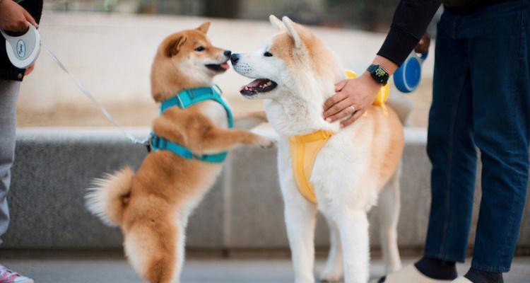 秋田犬与柴犬（探索秋田犬和柴犬的外貌特征及遗传差异）