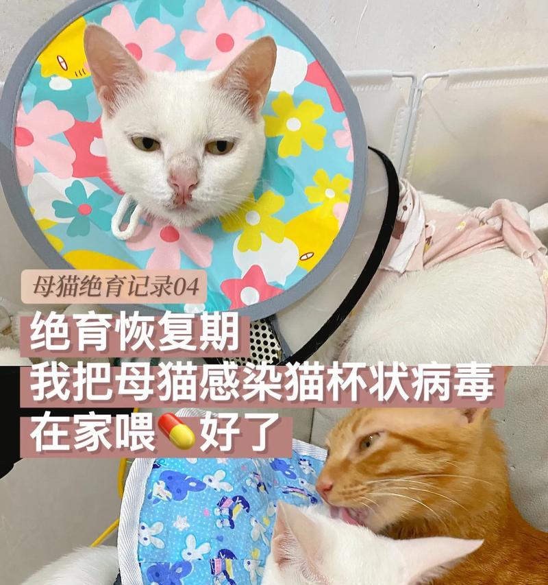 母猫绝育后应何时上药？（药物上用的最佳时机和注意事项）