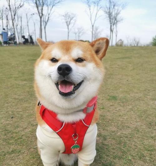 秋田犬vs.田园犬（探究两种犬类的忠诚品质，分析最受喜爱的犬类）