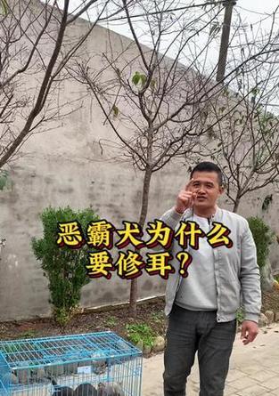 剪耳朵的原因和方法——美国恶霸犬的尖耳朵（为什么给恶霸犬剪尖耳朵？如何正确剪美国恶霸犬的耳朵？）