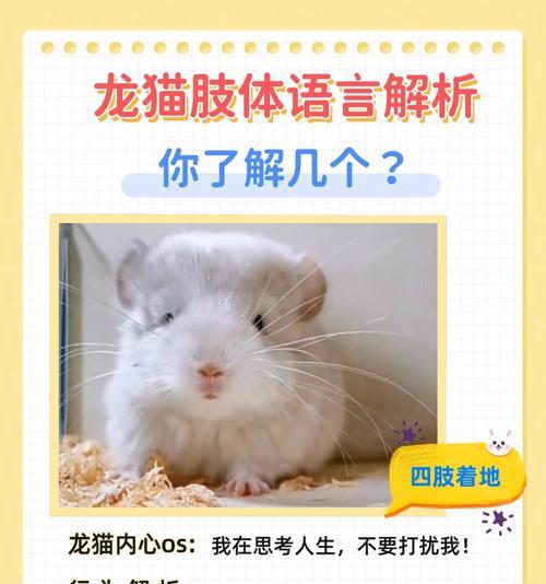 养龙猫的秘诀——打造幸福的宠物生活（挑选龙猫的注意事项与养护要点）