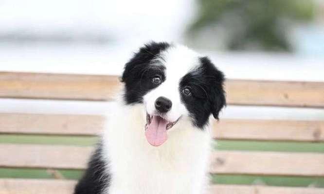 牧羊犬适合喂食馒头吗？（探讨牧羊犬喂食馒头的时间和方式）