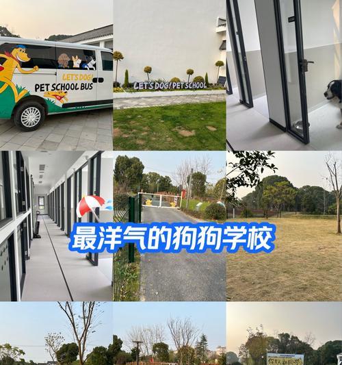 狗狗寄养的知识与要点（了解狗狗寄养的注意事项及技巧）