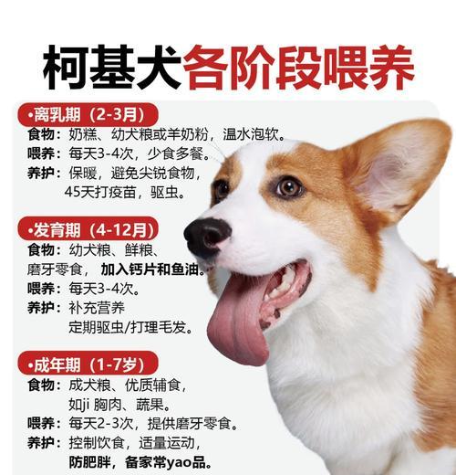 2022年柯基犬价格行情揭秘（探索柯基犬价格波动趋势，了解养一只柯基的花费）