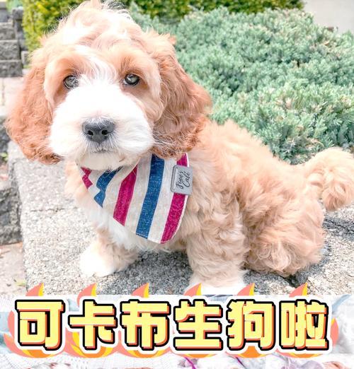 泰迪配种后多久生狗仔？（了解泰迪配种后的生产周期及注意事项）
