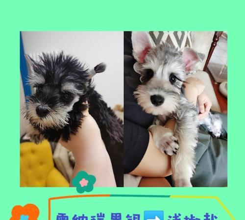 雪纳瑞适合剃毛吗？（了解适宜的剃毛周期和注意事项，让你的雪纳瑞保持清爽亮丽）