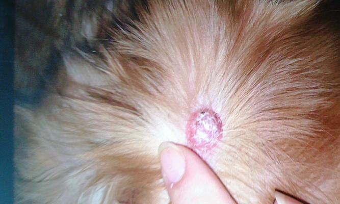 金毛犬常见皮肤病大揭秘（金毛易患皮肤病，你了解吗？）