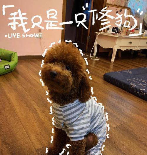 养一只泰迪犬一年需要花多少钱？（了解泰迪犬养育费用，掌握合理开支）