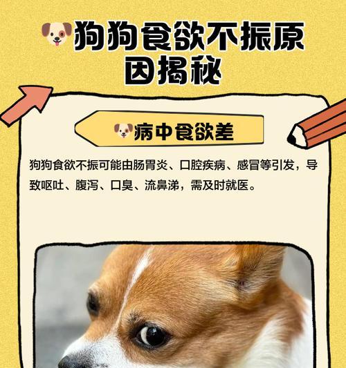 狗狗无食欲的常见病因及应对措施（解析狗狗无食欲的原因和治疗方法，让它恢复健康快乐）