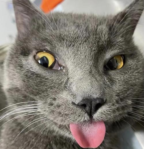 揭秘猫咪舌头的五大用途（探寻猫咪舌头的奥秘，了解它的刺和其他用途）