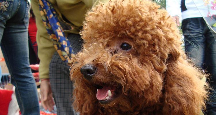泰迪犬月经过后的最佳配种时间（探讨泰迪犬配种的最佳时机和方法）