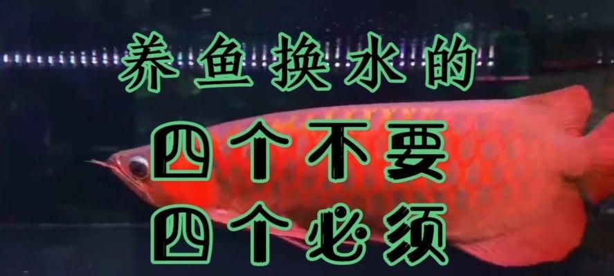 家养鱼如何科学换水（了解适当的换水频率，保持鱼缸水质清新）