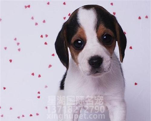 探索比格犬的血统之谜（揭秘比格犬背后的血脉来源及特征）