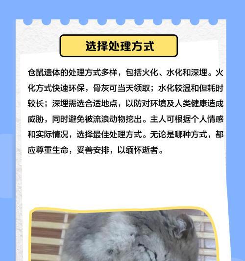 仓鼠不吃东西会死吗？（仓鼠禁食的时间和影响及预防措施）