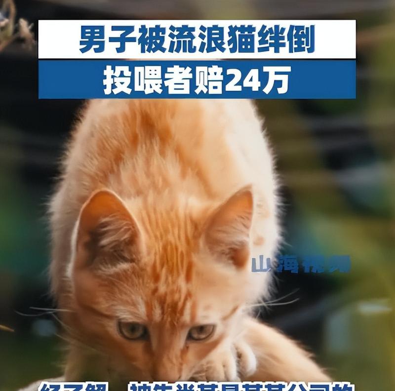 揭秘猫咪突然绊倒你的原因（探寻猫咪绊倒行为背后的秘密）