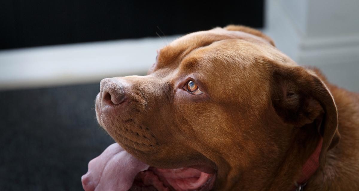 小狗狂犬病的症状及预防措施（了解狂犬病症状，保护宠物和人类）