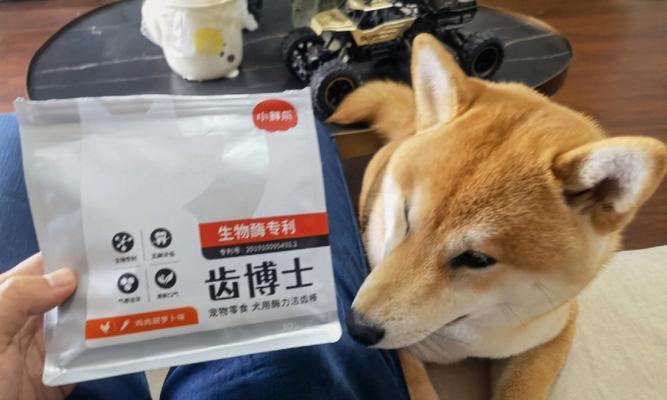 比熊犬9个月（洁齿棒的使用频率及注意事项）