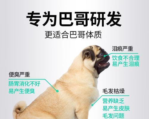 如何挑选适合的巴哥幼犬（巴哥幼犬挑选指南-）