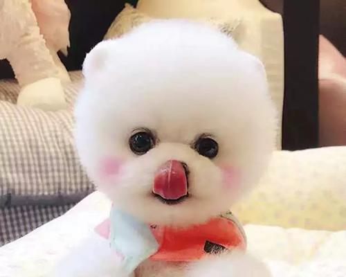 宠物狗博美的寿命究竟有多长？（了解博美犬寿命的因素和护理方法）