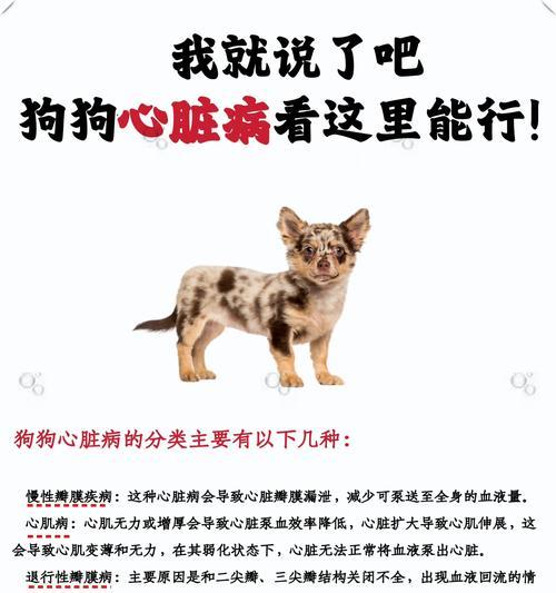 狗狗心脏病的症状（了解狗狗心脏病的常见症状及预防方法）