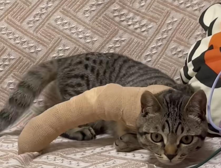 猫咪脚掌受伤包扎方法（快速有效的猫咪脚掌包扎技巧）