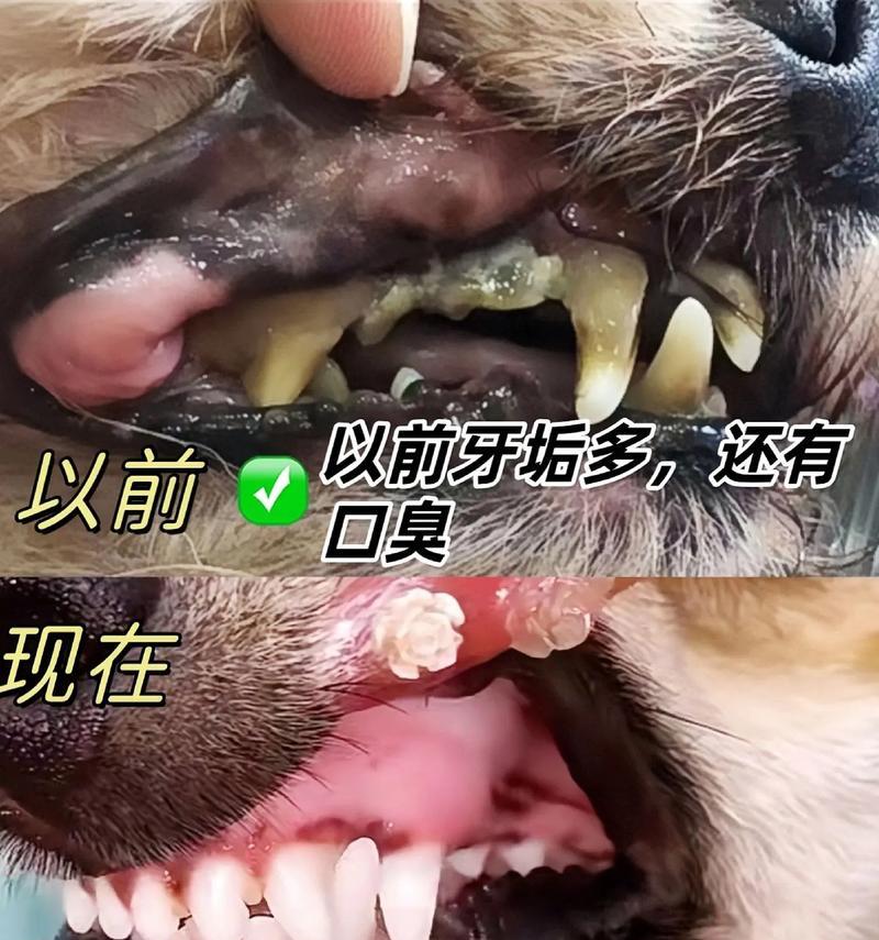 狗狗拔牙后需要多久长出新牙？（牙齿生长周期与狗狗成长有关，了解新牙长出的时间）