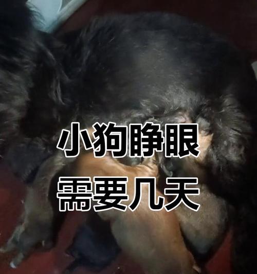小狗出生后多久能看见世界的奇迹？（探索小狗眼睛发育的神奇过程，）