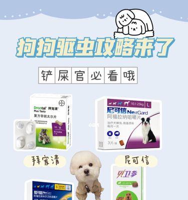 解决多动症狗狗的5个有效方法（让你的狗狗不再疯跑拆家，安静待在家中）