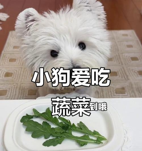 幼犬适宜食用的蔬菜种类（了解幼犬饮食需求，为它们选择最佳的蔬菜）