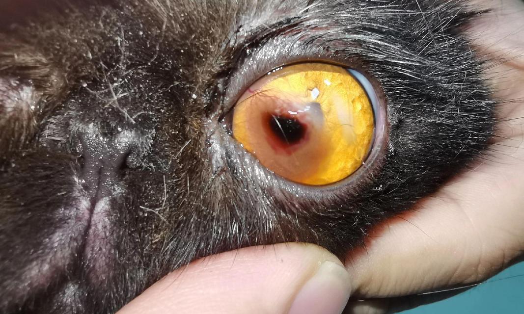 猫的眼疾（了解猫眼疾，保护猫咪眼睛健康）