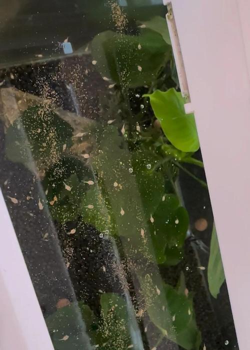 鹦鹉鱼的水质需求及养殖要点（了解鹦鹉鱼的水质要求，打造良好的养殖环境）