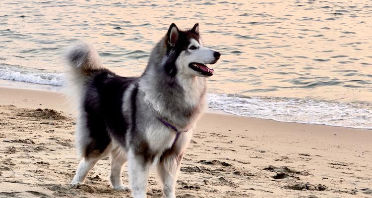 阿拉斯加犬和哈士奇（探索阿拉斯加犬和哈士奇之间的区别与相似性）
