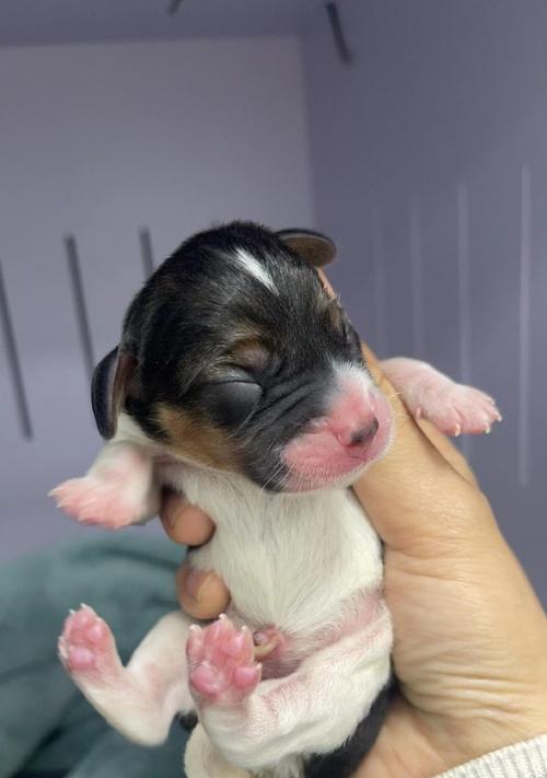 比格犬训练的要点（有效训练比格犬所需的技巧和注意事项）