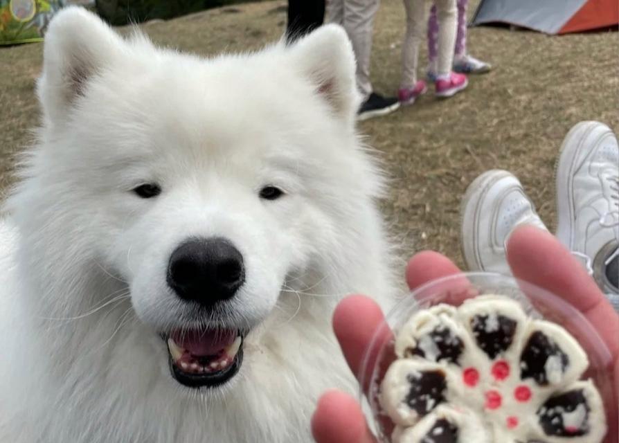 世界上最小的狗品种（探索迷你型犬的奇妙世界）