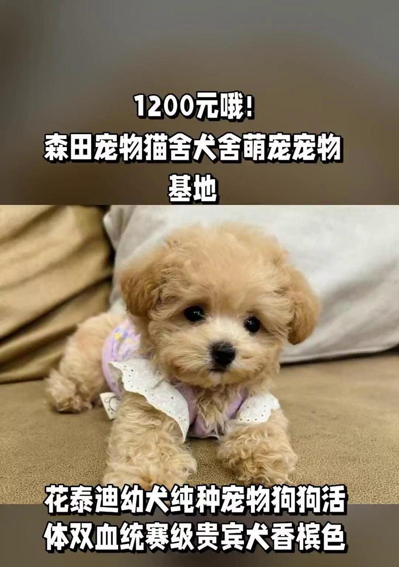 贵宾犬（贵宾犬的价格、饲养要点及注意事项）