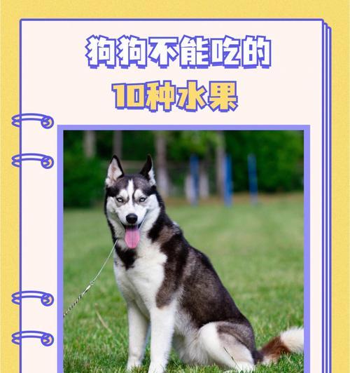 兽医告诉你（为您的爱犬提供营养丰富的食物，延长它们的寿命）