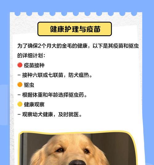 金毛幼犬打疫苗的最佳时间（科学护理宠物，保障健康成长）