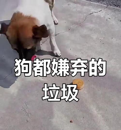 为什么狗狗喜欢吃垃圾？（探究狗狗食用垃圾的原因及有效制止方法）