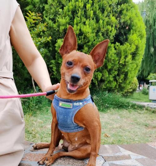 养小鹿犬，探索最佳宠物选择（探寻小鹿犬的可爱与特质）