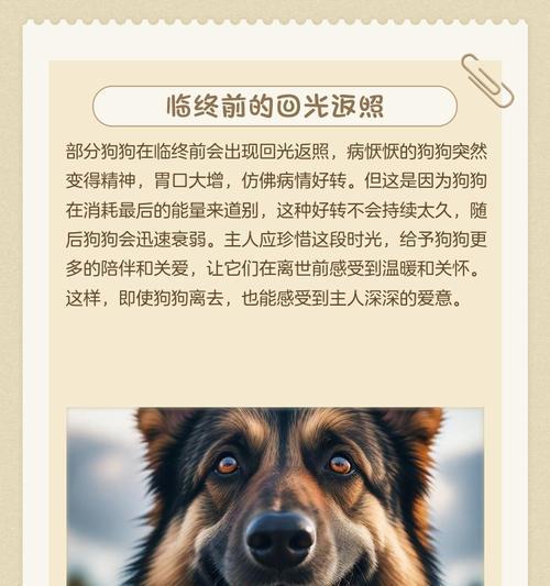 狗狗的怀孕期和产仔周期（探究狗狗生小狗的迹象以及它们的时间表）