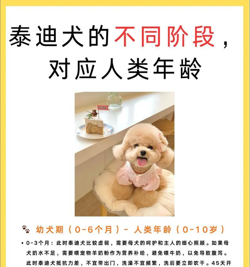 以泰迪一窝小狗的成长历程（从出生到独立，探索泰迪小狗的成长之路）
