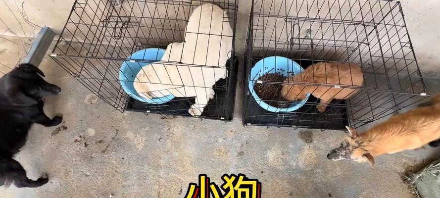 幼犬买回家后打疫苗的重要性（保护宠物健康，预防疾病传播）